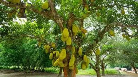 Pé de jaca frondoso com muitas jacas penduradas nos galhos.